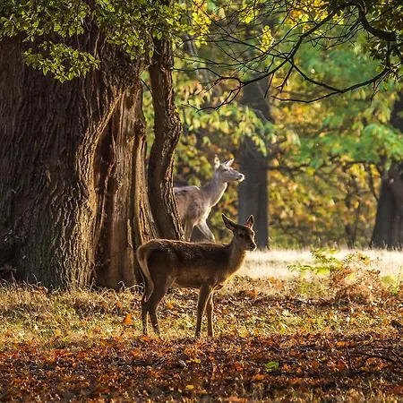 بيت ضيافة Bos En Duin Vogelenzang
