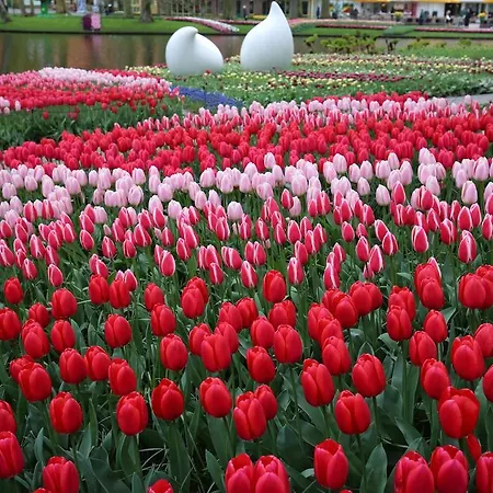 Bos En Duin Vogelenzang